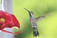 Heliomaster constantii