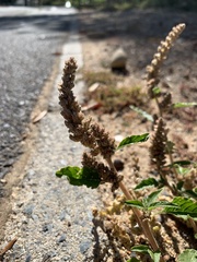 Amaranthus