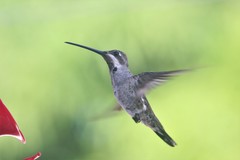 Heliomaster constantii