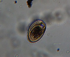 Phacodinium