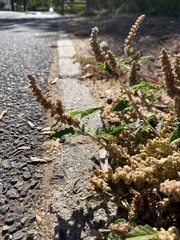 Amaranthus