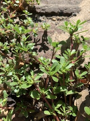Portulaca oleracea