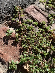 Portulaca oleracea