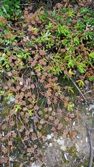 Drosanthemum hispidum