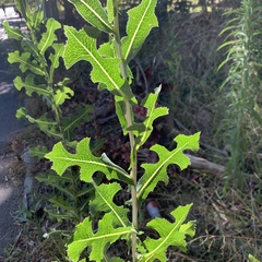 Lactuca serriola