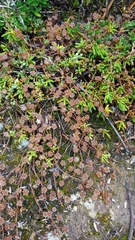 Drosanthemum hispidum