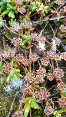 Drosanthemum hispidum