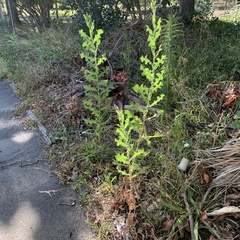Lactuca serriola