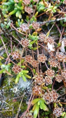 Drosanthemum hispidum
