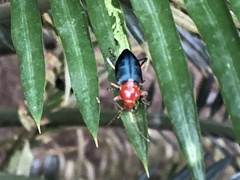 Janbechynea paradoxa