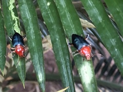 Janbechynea paradoxa