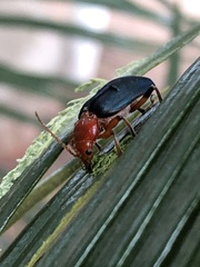 Janbechynea paradoxa