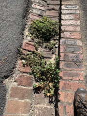 Portulaca oleracea