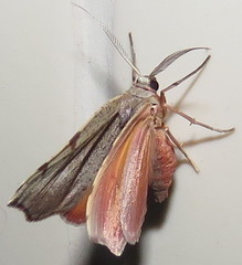 Achrosis rondelaria
