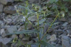 Cirsium gagnidzei