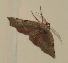 Achrosis rondelaria