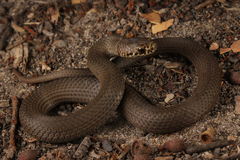 Pygmy Copperhead photo 3