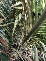 Janbechynea paradoxa