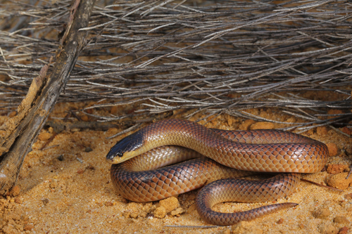 Black-naped Hooded Snake sighting