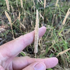 Poeae