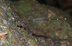 Protosticta khaosoidaoensis