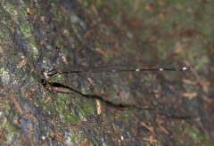 Protosticta khaosoidaoensis