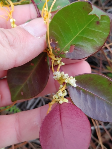 Image of Cuscuta pentagona by (c) Scott Allen Davis, some rights reserved (CC BY)
