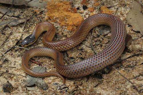 Black-naped Hooded Snake sighting