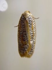 Lepidoptera