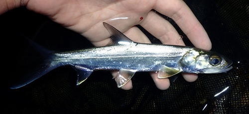 Banana fish (Elops hawaiensis) — Elopidae — 2