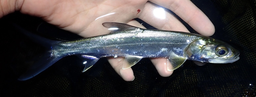 Hawaiian Ladyfish