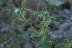Cirsium gagnidzei