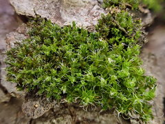 Syntrichia virescens