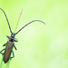 Musk Beetle - Photo (c) Ralph Martin, some rights reserved (CC BY-NC-ND)