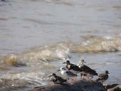 Calidris alba