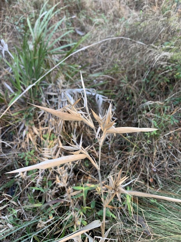 Image of Woolly Witchgrass (Dichanthelium scabriusculum) by (c) Brandon Corder, some rights reserved (CC BY)