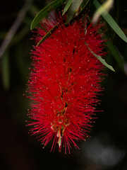 Melaleuca