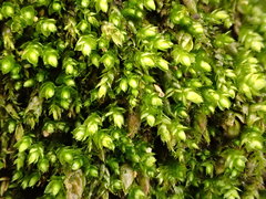 Plagiothecium cavifolium