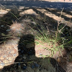 Poaceae