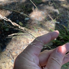 Poaceae