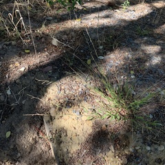 Poaceae