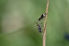 Axinotarsus pulicarius