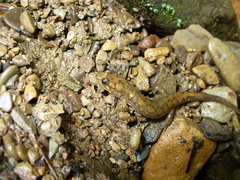 Desmognathus welteri