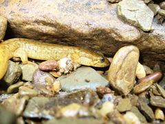 Desmognathus welteri