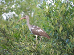 Eudocimus albus
