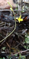 Bulbine filifolia