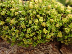 Syntrichia virescens