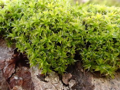 Syntrichia virescens