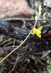 Bulbine filifolia