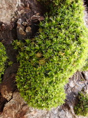 Syntrichia virescens